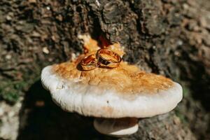 en par av guld bröllop ringar på en träd bark eller svamp träd. rustik bröllop ringar med en matt yta. Smycken för natur älskande foto