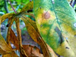 löv förändra Färg, bli fläckig, brun och torr foto