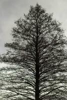 stänga upp skott av de träd i de skog. natur foto