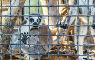stänga upp skott av de lemur i de bur i de Zoo. djur- foto