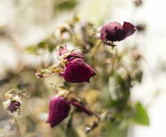 begrepp skott av de bakgrund tema, omslag papper, torkades ro Övrig blommor och Övrig arrangemang. kärlek foto