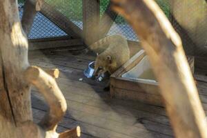 stänga upp skott av de söder amerikan coati i de bur i de Zoo. djur- foto