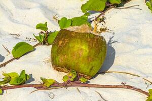 gammal fallen kokos lögner på de strand och ruttnar bort. foto