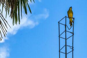 tropisk gul kingbird flugsnappare mellan handflatan träd playa del carmen. foto