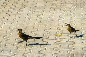 storstjärtad gracklar honor spädbarn män äta utfodra varje Övrig. foto