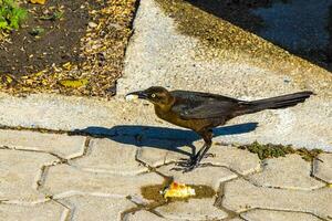 storstjärtad gracklar honor spädbarn män äta utfodra varje Övrig. foto