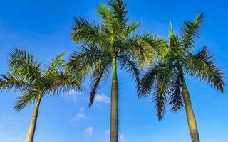 tropisk naturlig handflatan träd palmer träd kokosnötter blå himmel Mexiko. foto