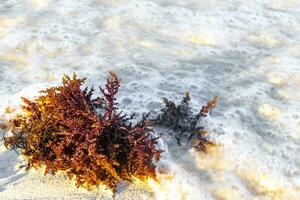 annorlunda typer av tång hav gräs strand sand och vatten. foto