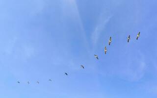 pelikaner fåglar flyga i en rad i de himmel i Mexiko. foto
