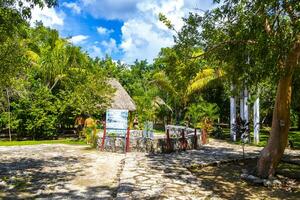 tulum quintan roo mexico 2023 cenote tankach ha Slukhål kalksten stenar turkos vatten coba Mexiko. foto