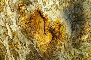 textur av de bark av en tropisk träd djungel Mexiko. foto