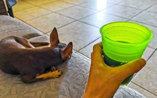 glas kopp av svart kaffe Nästa till sovande hund på soffa. foto