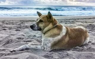 hund avkopplande liggande på strand sand i solig Mexiko. foto