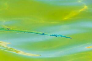 trumpet fisk trumpetfisk simmar på vatten yta karibiska Mexiko. foto