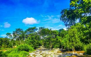 tropiska växter palmer i naturlig djungelskog tulum mexico. foto