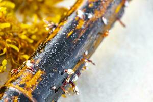 små vit orange skal ostron musslor Levande på stranded trä. foto