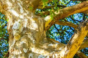 textur av de bark av en tropisk träd djungel Mexiko. foto
