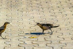 storstjärtad gracklar honor spädbarn män äta utfodra varje Övrig. foto