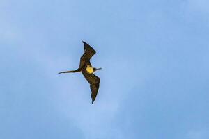 fregat fåglar flock flyga blå himmel moln bakgrund i Mexiko. foto