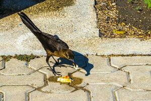 storstjärtad gracklar honor spädbarn män äta utfodra varje Övrig. foto