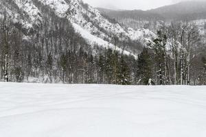 skymning och färger i den snöiga skogen. snö och kyla. foto