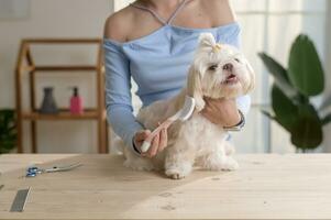 kvinna professionell groomer trimning frisyr och kammande hund päls på sällskapsdjur spa grooming salong foto