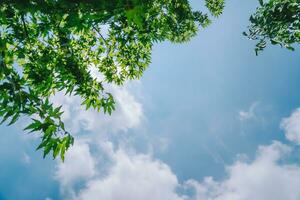 skön naturlig träd bakgrund över himmel foto