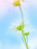 mild daisy blommor foto