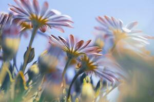 skön daisy blommor foto