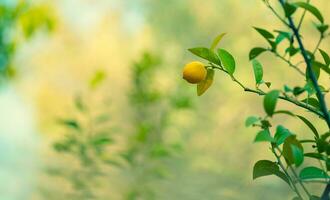 citron- träd trädgård foto