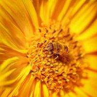 skön liten bi på en blomma foto