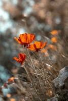 vackra vallmoblommor foto