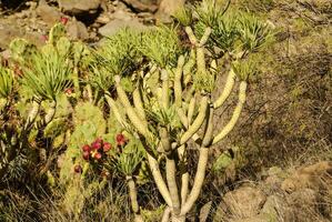 gran canaria ö, Spanien foto