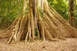 amazon djungel träd foto