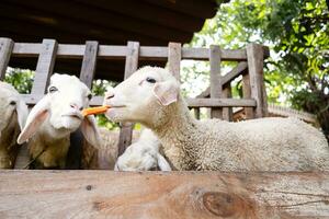 söt rolig lamm äter morötter på de petting Zoo. foto