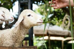 söt liten lamm äter på petting Zoo. foto