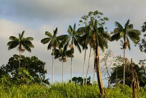 interiör av primär tropisk regnskog i peru foto