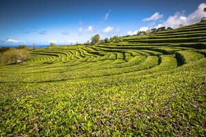 te plantage i porto formoso. Fantastisk landskap av utestående naturlig skönhet. Azorerna, portugal Europa. foto