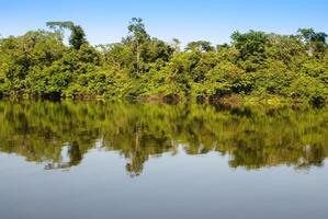 en flod och skön träd i en regnskog peru foto