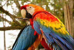 blå och gul ara papegoja Sammanträde på hand foto