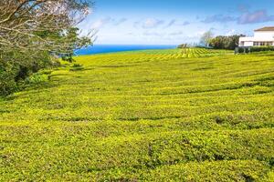 portugal azorerna öar sao miguel te plantage foto