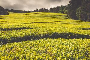 portugal azorerna öar sao miguel te plantage foto