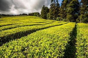 portugal azorerna öar sao miguel te plantage foto