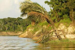 en flod och skön träd i en regnskog peru foto