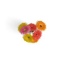 gerbera bukett blandad naturer elegans utforska skön blommor isolerat på vit bakgrund foto