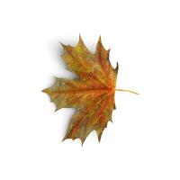 blad naturer penseldrag de estetik av skön löv isolerat på vit bakgrund foto