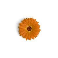 gerbera blomma orange trädgård Ädelsten visa upp skön blommande växter isolerat på vit bakgrund foto