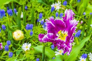 rosa lila tulpaner påskliljor i keukenhof park lisse holland nederländerna foto