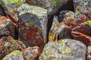 stenstenstruktur med färgglad röd mossa och lav norge