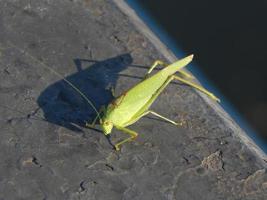 olika djur i fågelstaden, hundar, insekter foto